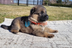 Owczarek niemiecki ZKwP FCI